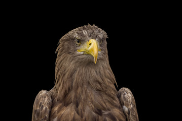 Adler - Porträt vor dunklem Hintergrund