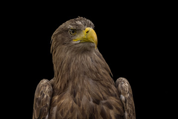 Adler - Porträt vor dunklem Hintergrund