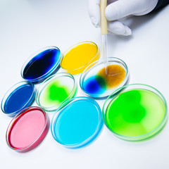 Pipetting coloured liquid into petri dishes