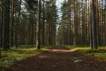 Fototapeta premium Road in the pine forest