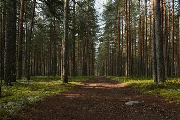 Foto op Canvas Road in the pine forest © neprolet
