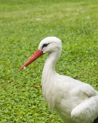 Obraz premium White Stork, Ciconia Ciconia, close-up portrait with defocused background, selective focus, shallow DOF