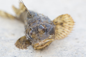 Black scorpionfish Scorpaena porcus. Wild life animal