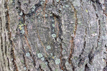 Tree bark structure