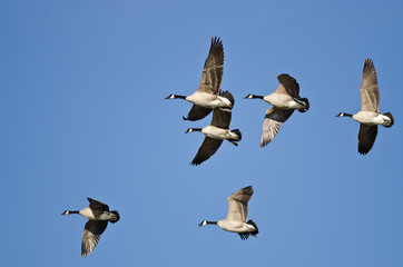 Flock of Canada Geese Flying in a Blue Sky
