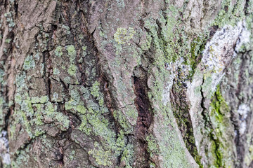 Tree bark structure