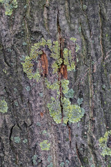 Tree bark structure