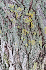Tree bark structure