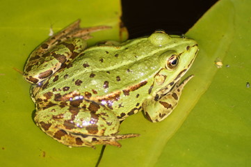 Frosch
