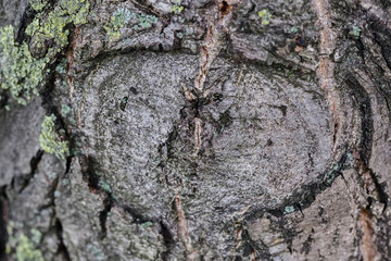 Highly detailed tree bark texture