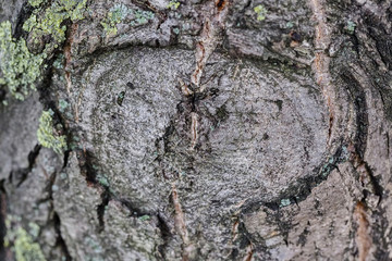 Highly detailed tree bark texture