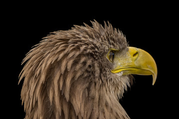 Adler von der Seite vor schwarzem Hintergrund