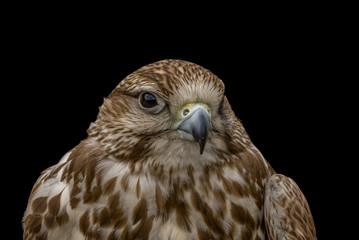 Falke / Turmfalke Porträt vor schwarzem Hintergrund