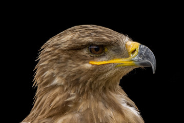 Mäusebussard / Bussard - Porträt vor schwarzem Hintergrund