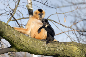 Gibbon mother with child