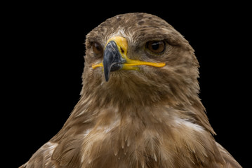 Mäusebussard / Bussard - Porträt vor schwarzem Hintergrund