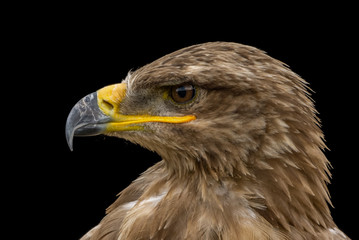 Mäusebussard / Bussard - Porträt vor schwarzem Hintergrund