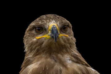 Mäusebussard / Bussard - Porträt vor schwarzem Hintergrund