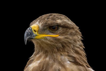 Mäusebussard / Bussard - Porträt vor schwarzem Hintergrund