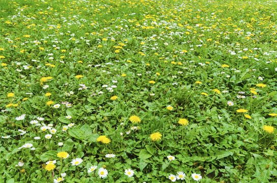 Dandelion field.