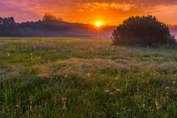 Vibrant summer sunrise over foggy, magical meadow