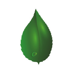Leaf nature plant eco icon. Isolated and flat illustration. Vector graphic