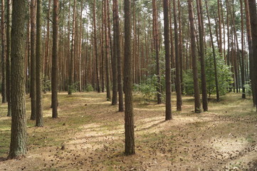 Fototapeta premium Kiefernwald