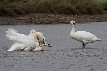 Mute Swan - Old birds torturing a young bird.