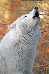 Naklejka premium Howling white wolf