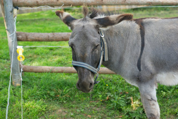 donkey in a farm, fence green pasture enclosure