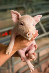 Pig at a factory © agnormark
