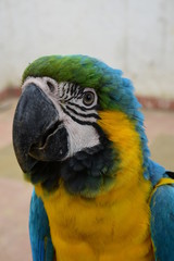 macaw parrot