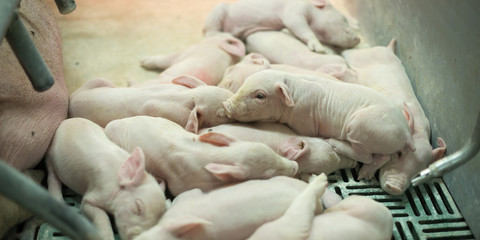 Pig at a factory