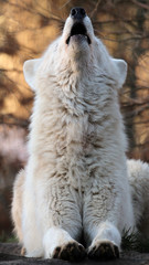 Obraz na płótnie Canvas Howling white wolf