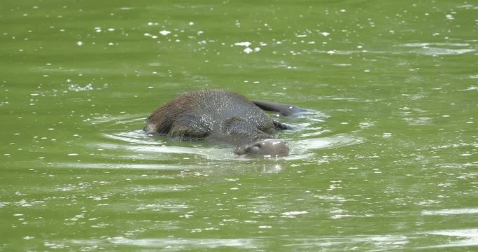Water Buffalo Bubalus Bubalis bathing in pond in wild nature of national park