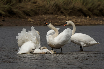 Mute Swan - Old birds torturing a young bird.