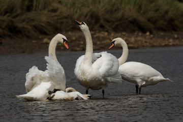 Mute Swan - Old birds torturing a young bird.