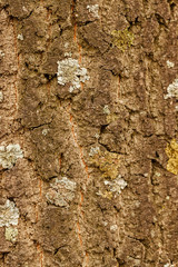 Tree bark structure