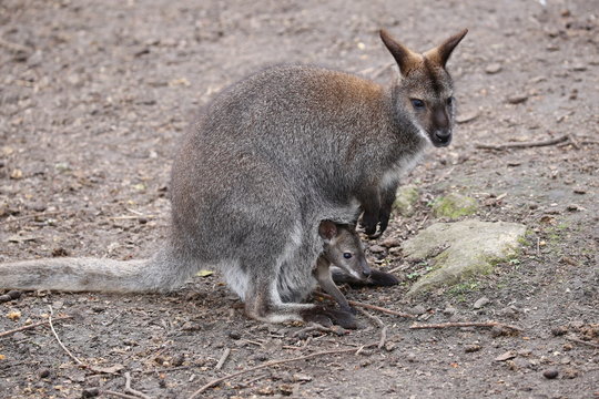 Wallaby mother with baby in pouch