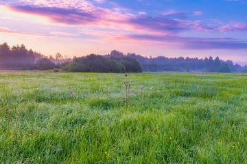 Naklejka premium Calm and tranquil place with untouched wild meadow at sunrise