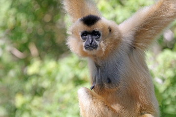 Gibbon