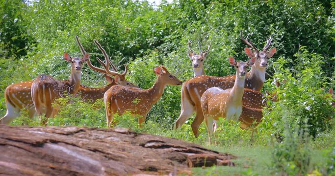 Family of wild deer in bushes. Wildlife safari in Yala national park, Sri Lanka