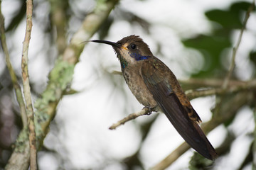 El colibrí marrón está parado en la ramita.