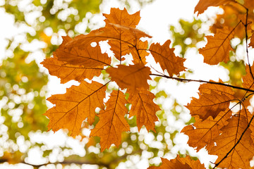 Early autumn in the park