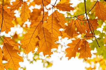 Early autumn in the park