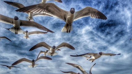 Seagulls 1