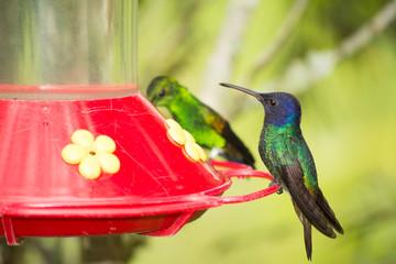 Los colibríes se apoyan en el bebedero. 