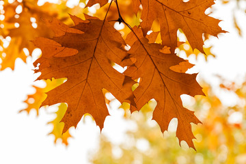 Early autumn in the park