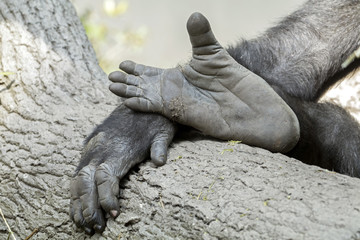 Naklejka premium Gorilla hand and feet
