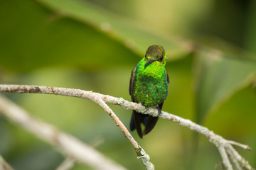 El colibrí de color verde está apoyado en la rama.